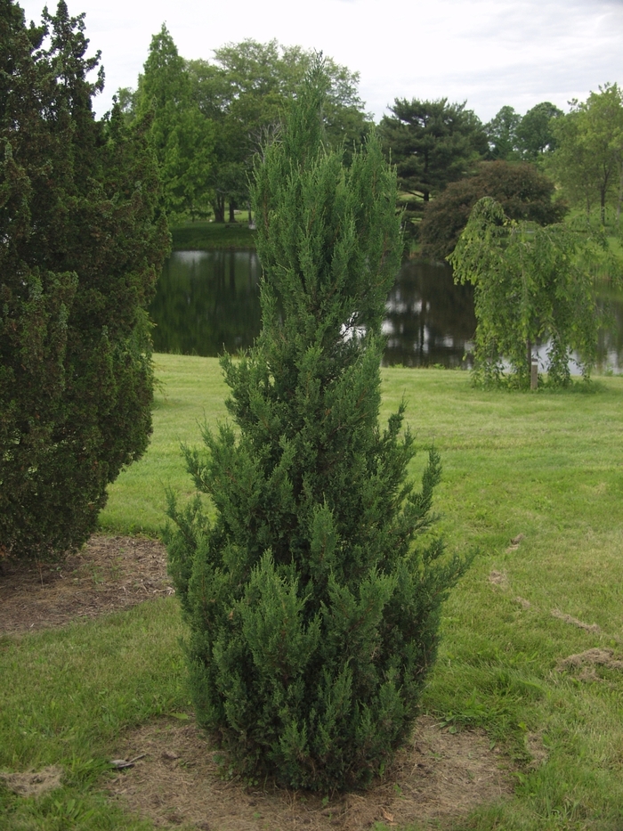  Blue Point Chinese Juniper - Juniperus chinensis from R&D Wholesale Nursery