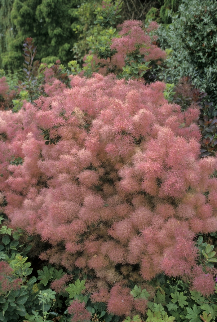 Old Fashioned Smoke Tree - Cotinus coggygria from R&D Wholesale Nursery