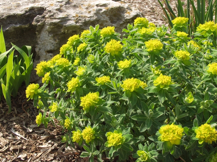 Cushion Spurge - Euphorbia polychroma from R&D Wholesale Nursery