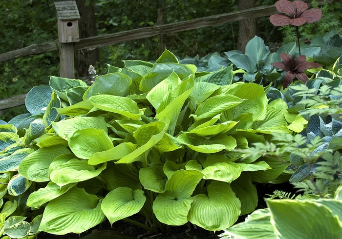 Plantain Lily - Hosta 'Sum and Substance' from R&D Wholesale Nursery