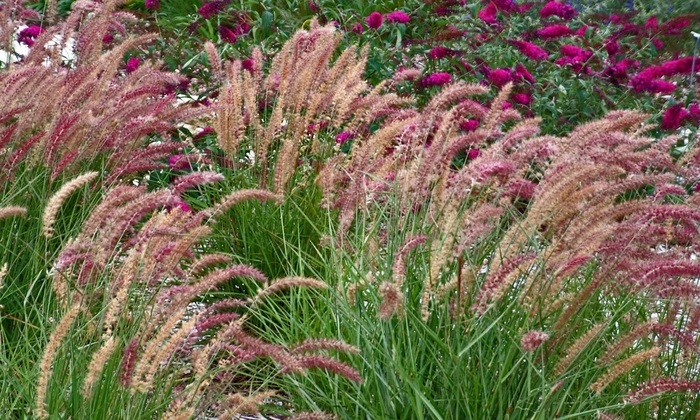 Karley Rose Fountain Grass - Pennisetum orientale 'Karley Rose' from R&D Wholesale Nursery