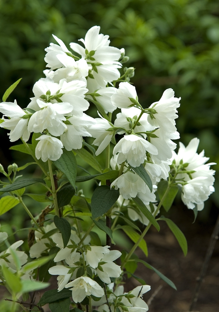 White Mockorange - Philadelphus hybrid from R&D Wholesale Nursery