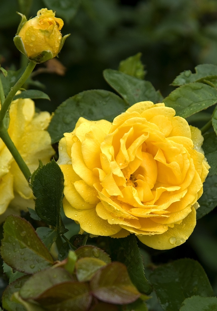 Julia Child™ Rose - Rosa from R&D Wholesale Nursery