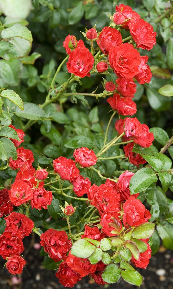 Ruby Meidiland Rose - Rosa 'Meipreston' PP13500 from R&D Wholesale Nursery
