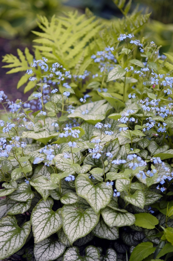 Siberian Bugloss - Brunnera macrophylla 'Jack Frost' from R&D Wholesale Nursery