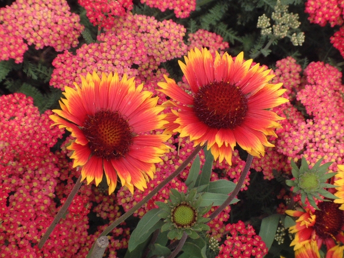 Blanket Flower - Gaillardia 'Dazzler' from R&D Wholesale Nursery