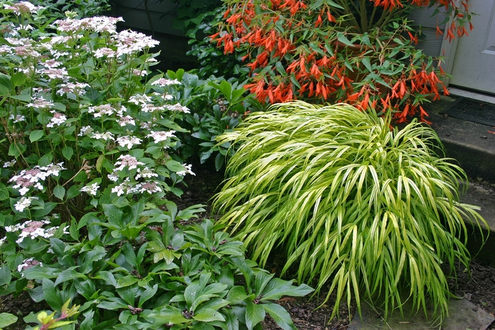 'Aureola' Hakon grass - Hakonechloa macra from R&D Wholesale Nursery