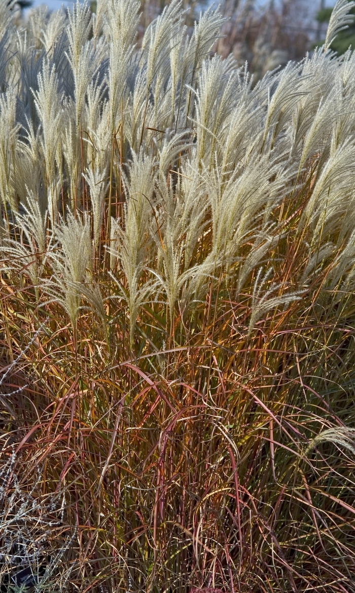 Purple Flame Grass - Miscanthus sinensis v. purpurascens from R&D Wholesale Nursery