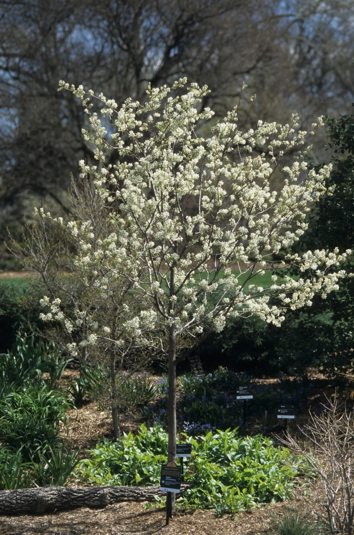 Autumn Brilliance Serviceberry - Amelanchier x grandiflora from R&D Wholesale Nursery