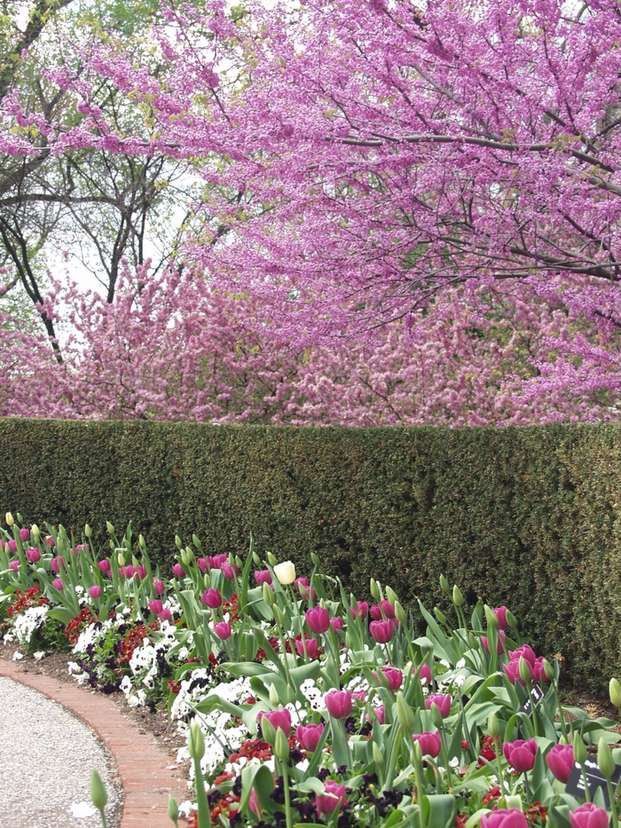 Eastern Redbud - Cercis canadensis from R&D Wholesale Nursery