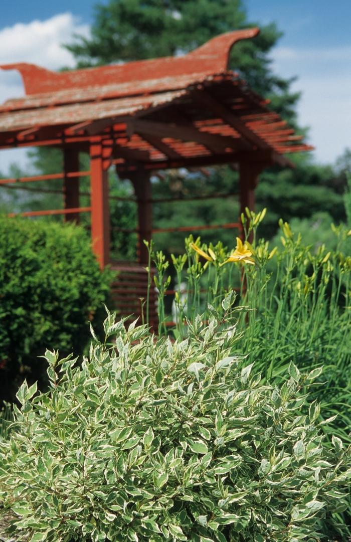 Ivory Halo&reg; Dogwood - Cornus alba 'Bailhalo' from R&D Wholesale Nursery