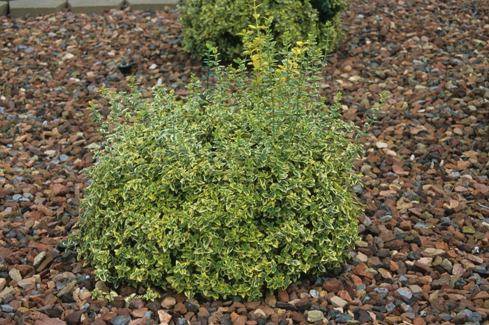 Emerald n Gold Euonymous - Euonymus fortunei 'Emerald n Gold' from R&D Wholesale Nursery