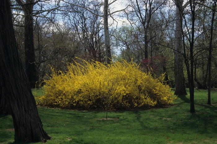 Lynwood Gold Forsythia - Forsythia x intermedia 'Lynwood Gold' from R&D Wholesale Nursery