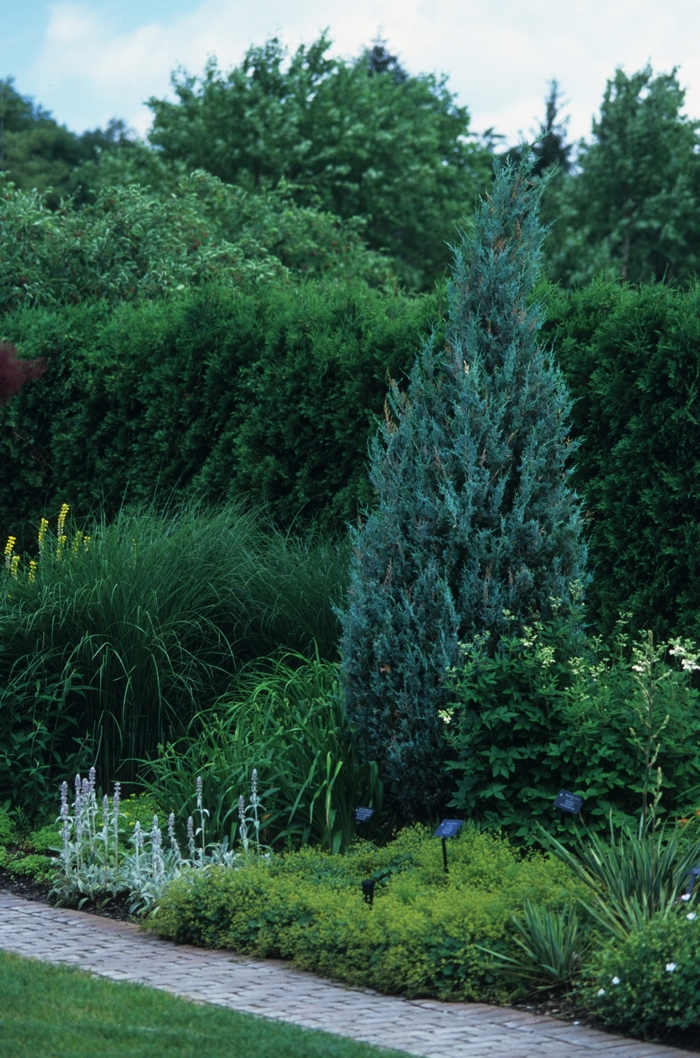 Wichita Blue Juniper - Juniperus scopulorum 'Wichita Blue' from R&D Wholesale Nursery