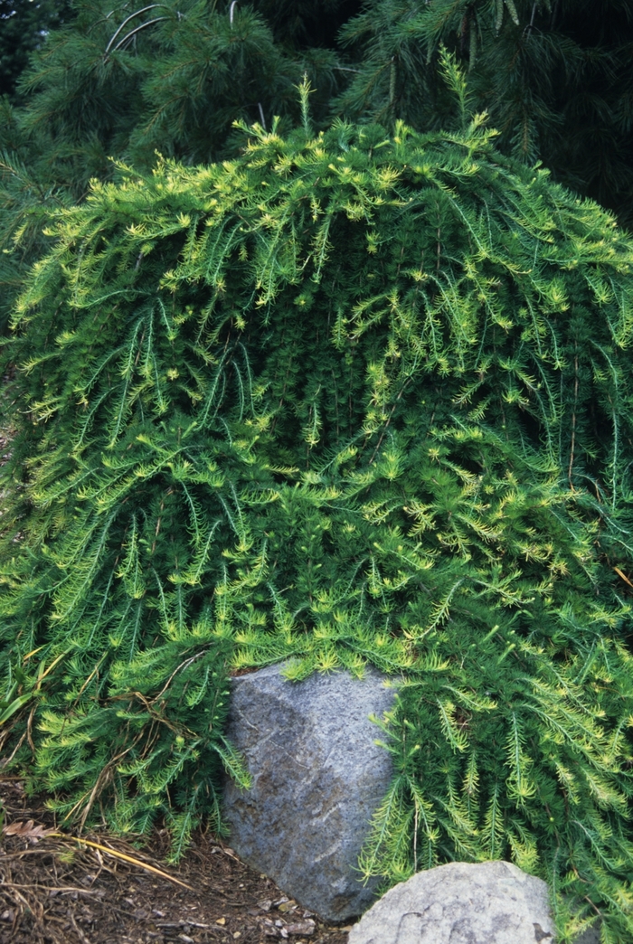 'Pendula' Weeping European larch - Larix decidua from R&D Wholesale Nursery
