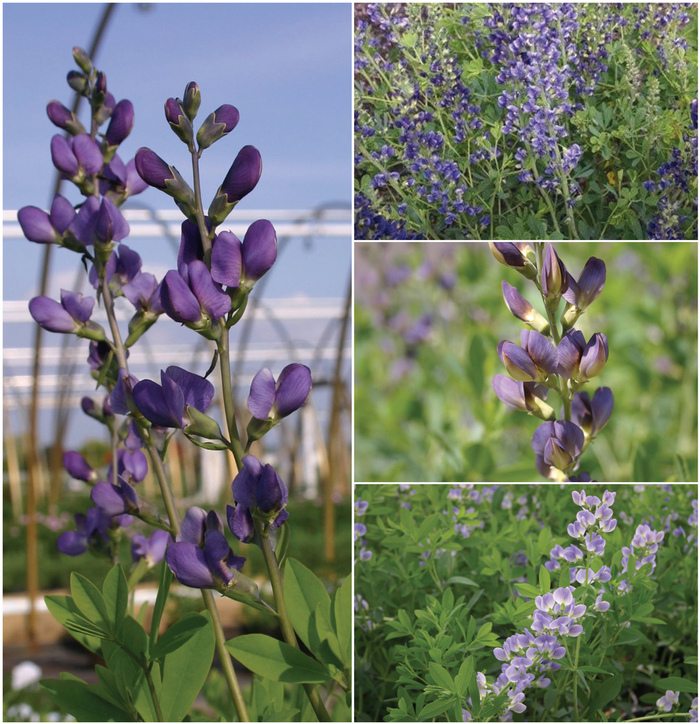 Baptisia False Indigo - Baptisia from R&D Wholesale Nursery