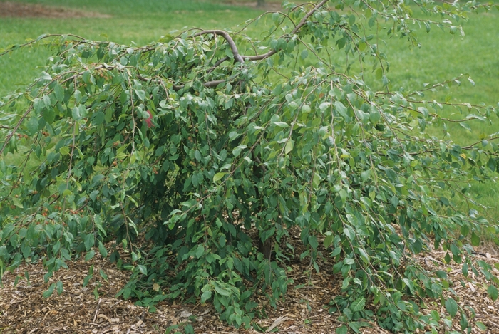 Louisa Weeping Crabapple - Malus hybrid from R&D Wholesale Nursery