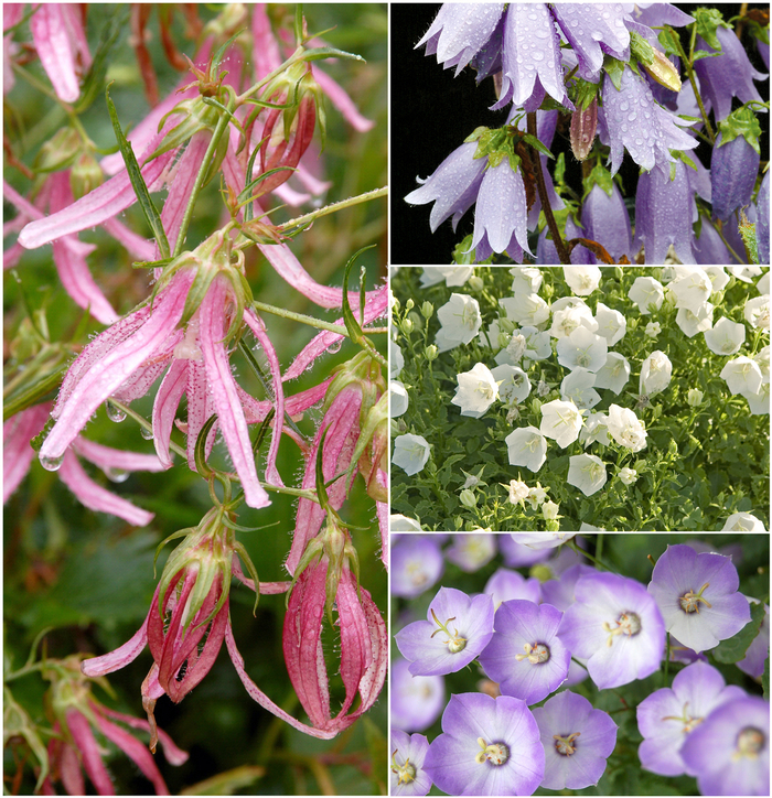 Assorted Bellflower - Campanula from R&D Wholesale Nursery