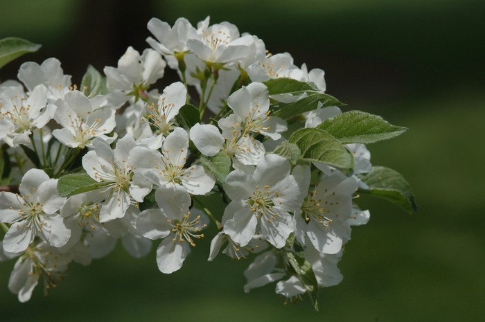 Sargent Tina Crabapple - Malus sargentii 'Tina' from R&D Wholesale Nursery
