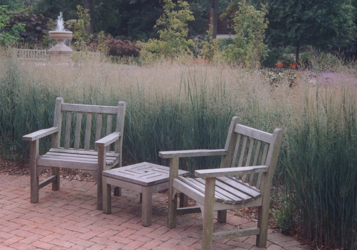 Heavy Metal Switch Grass - Panicum virgatum 'Heavy Metal' from R&D Wholesale Nursery