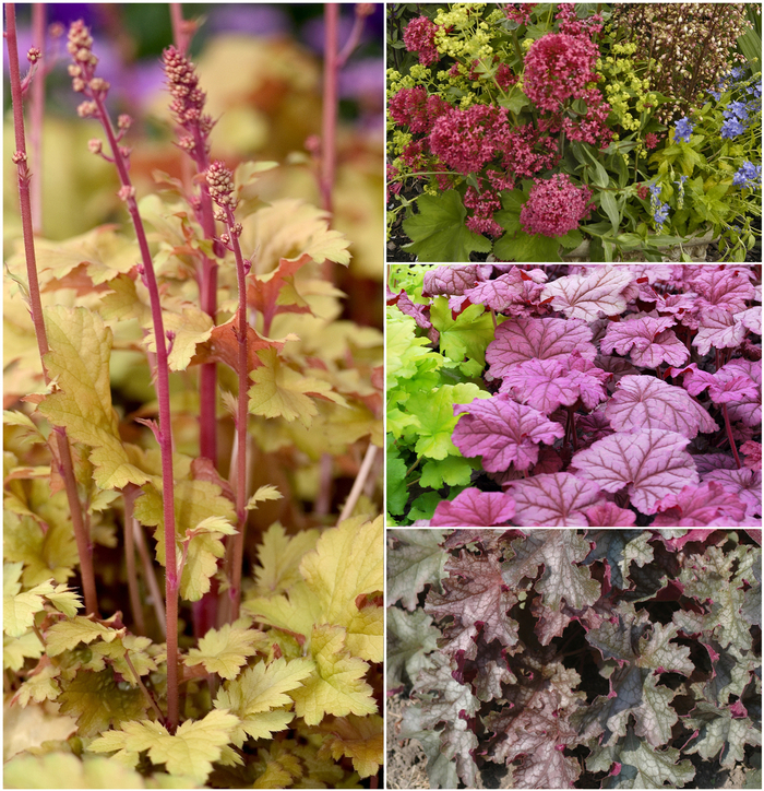 Assorted Coral Bells - Heuchera (Assorted Coral Bells) from R&D Wholesale Nursery