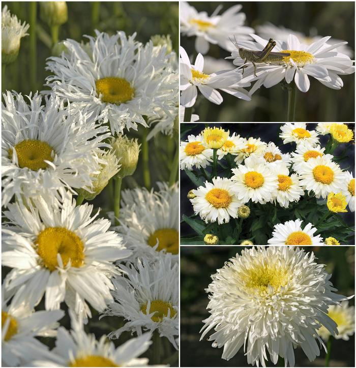 Assorted Shasta Daisy - Leucanthemum x superbum from R&D Wholesale Nursery