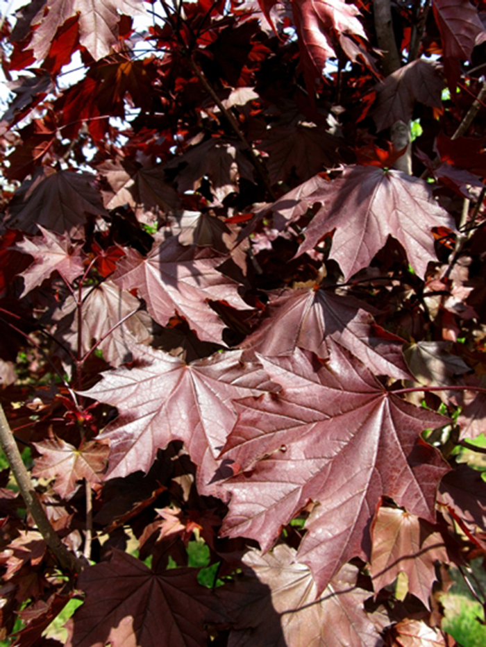 Royal Red Maple - Acer platanoides 'Royal Red' from R&D Wholesale Nursery