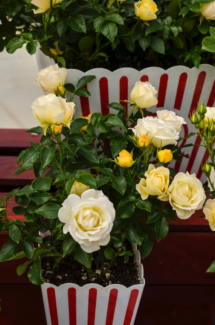 Popcorn Drift&reg; Rose - Rosa 'Novarospop' from R&D Wholesale Nursery