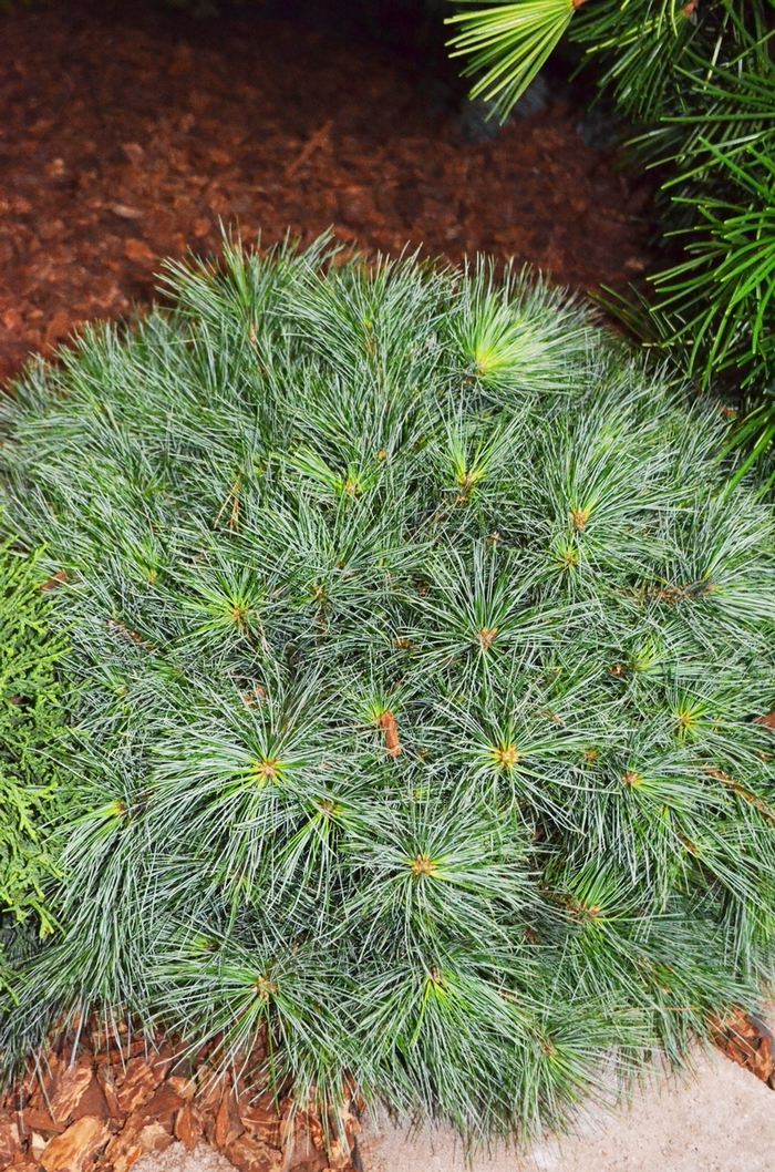Blue Shag Dwarf Eastern White Pine - Pinus strobus from R&D Wholesale Nursery