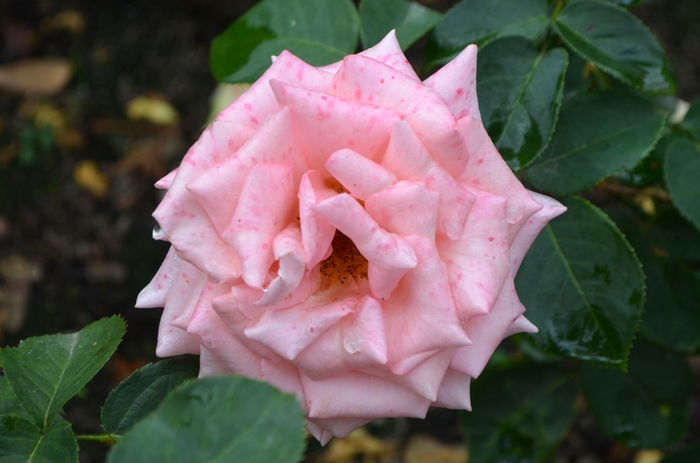 Morden Centennial Rose - Rosa from R&D Wholesale Nursery