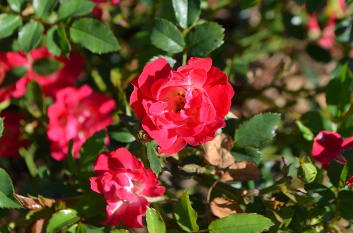 'Red Drift&reg;' Rose - Rosa from R&D Wholesale Nursery