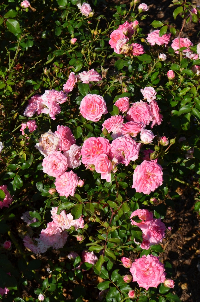 Sweet Drift&reg; Rose - Rosa 'Meiswetdom' from R&D Wholesale Nursery