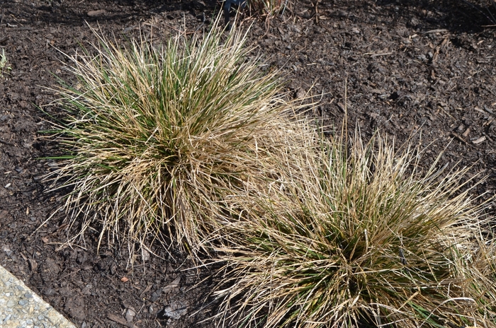 Tufted Hair Grass - Deschampsia cespitosa from R&D Wholesale Nursery