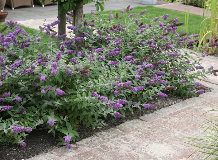 Lo and Behold&reg; Pink Micro Chip - Buddleia (Butterfly Bush) from R&D Wholesale Nursery