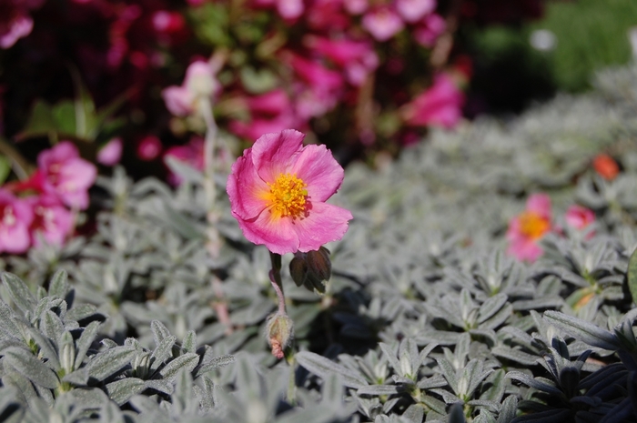 Sun Rose - Helianthemum Assorted Varieties from R&D Wholesale Nursery