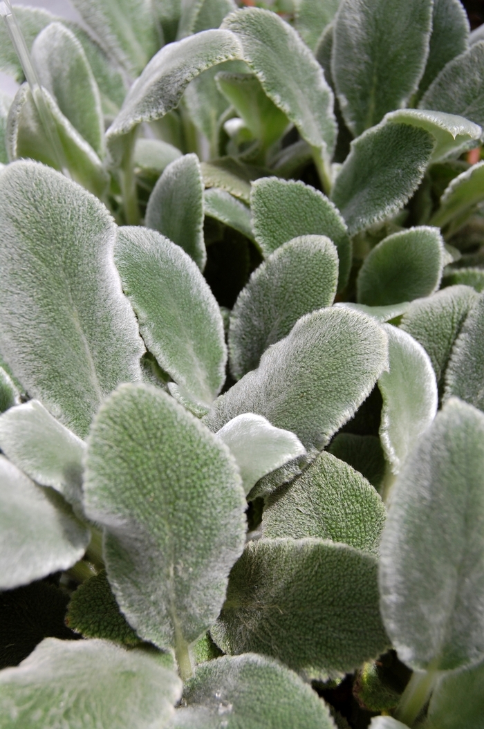 Silver Carpet Lamb's Ears - Stachys byzantina from R&D Wholesale Nursery