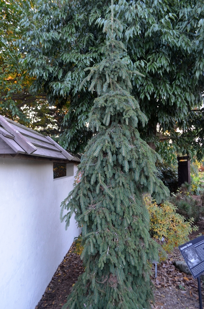 Weeping White Spruce - Picea glauca 'Pendula' from R&D Wholesale Nursery