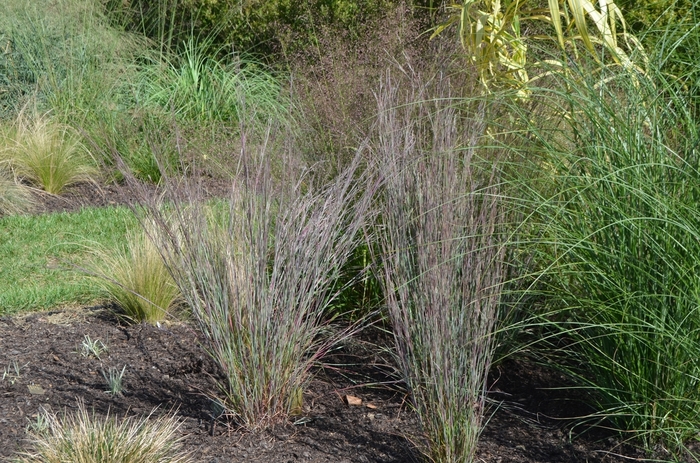 'Blue Heaven™' Little Bluestem - Schizachyrium scoparium from R&D Wholesale Nursery