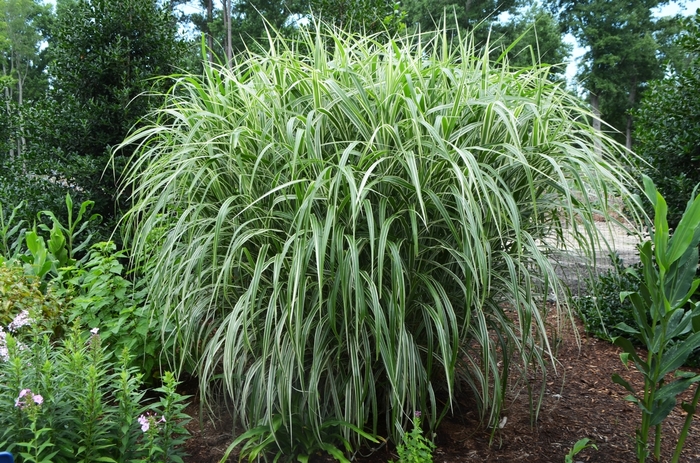 Cosmopolitan Maiden Grass - Miscanthus sinensis from R&D Wholesale Nursery