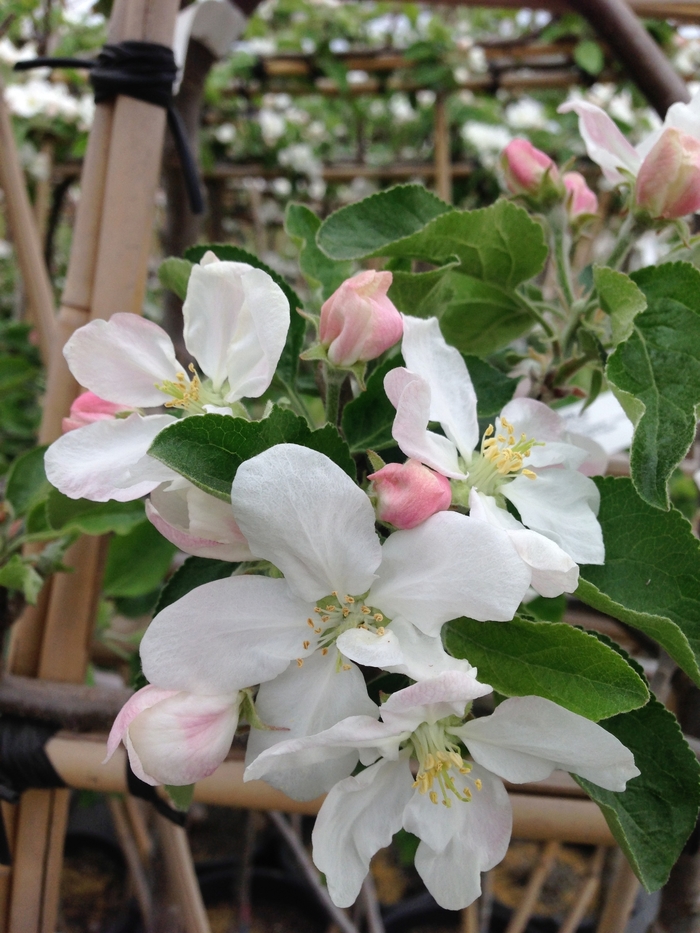 Lodi Apple - Malus domestica 'Lodi' from R&D Wholesale Nursery