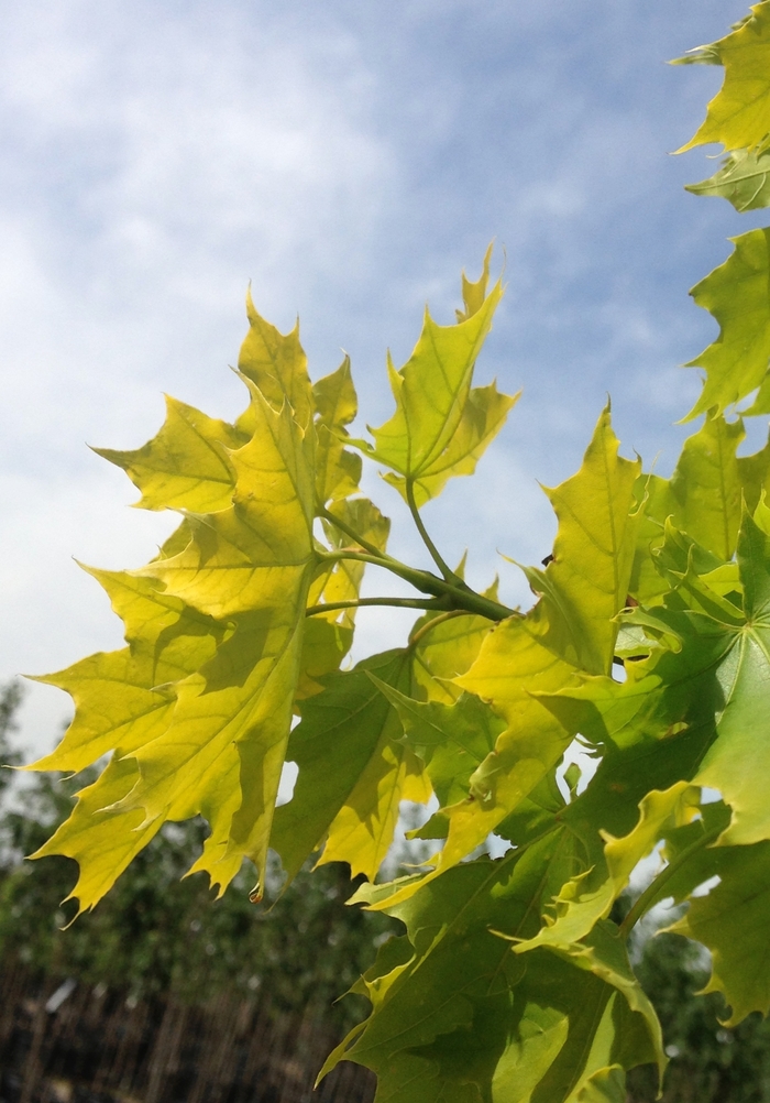 Princeton Gold&reg; Maple - Acer platanoides 'Princeton Gold' from R&D Wholesale Nursery