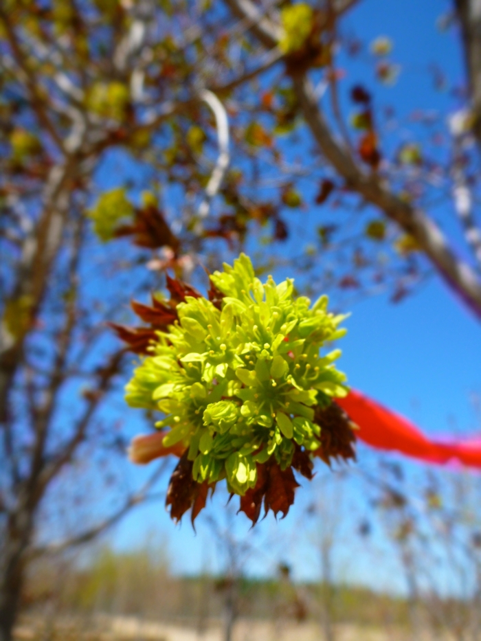 Deborah or Fairview Maple - Acer platanoides 'Deborah' from R&D Wholesale Nursery