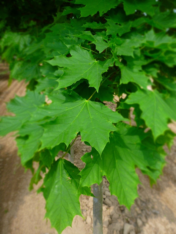 Parkway&reg; Maple - Acer platanoides 'Columnarbroad' from R&D Wholesale Nursery