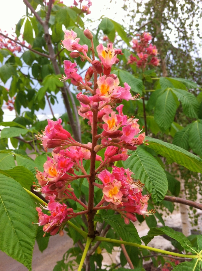 Fort McNair Horsechestnut - Aesculus x carnea 'Fort McNair' from R&D Wholesale Nursery