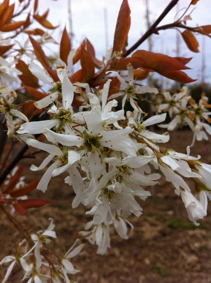 Spring Flurry&reg; - Amelanchier laevis 'JFS-ARB' PP15304 from R&D Wholesale Nursery