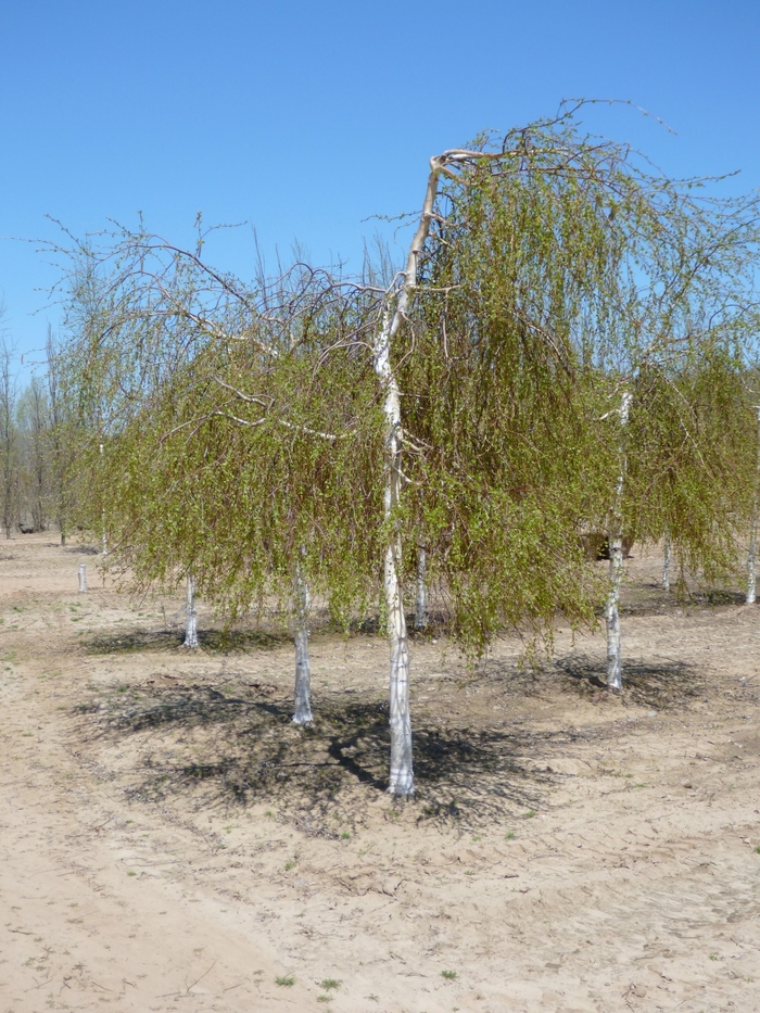 Young's Weeping Birch Serpentine - Betula pendula from R&D Wholesale Nursery