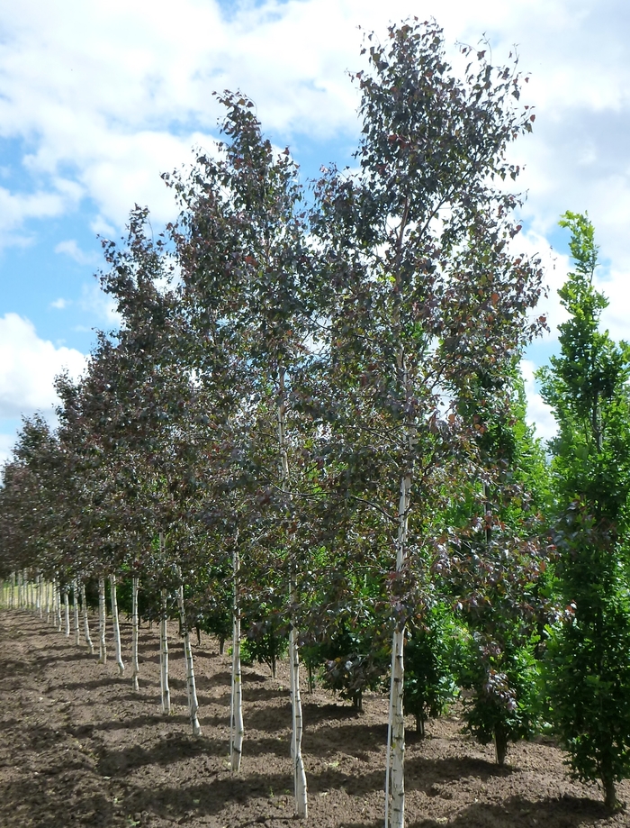Royal Frost Birch - Betula x from R&D Wholesale Nursery