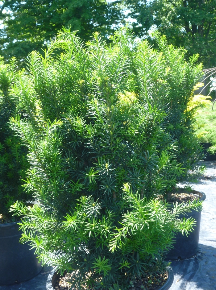 Hick's Yew - Taxus x media 'Hicksii' from R&D Wholesale Nursery