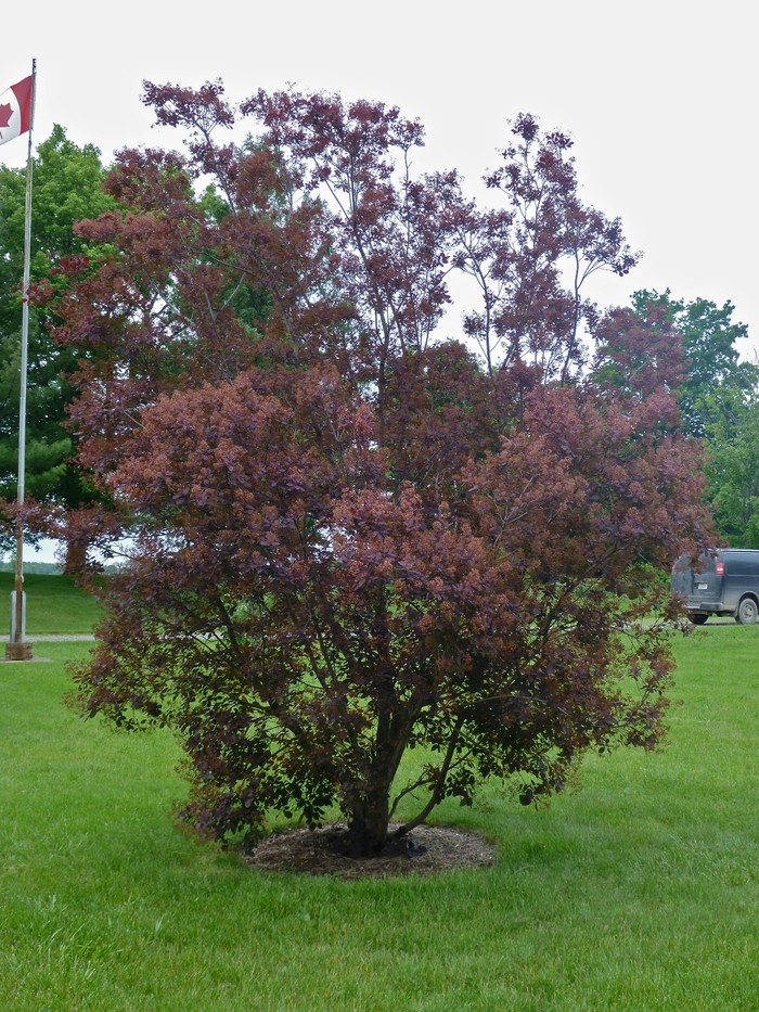 Royal Purple Smokebush - Cotinus coggygria from R&D Wholesale Nursery