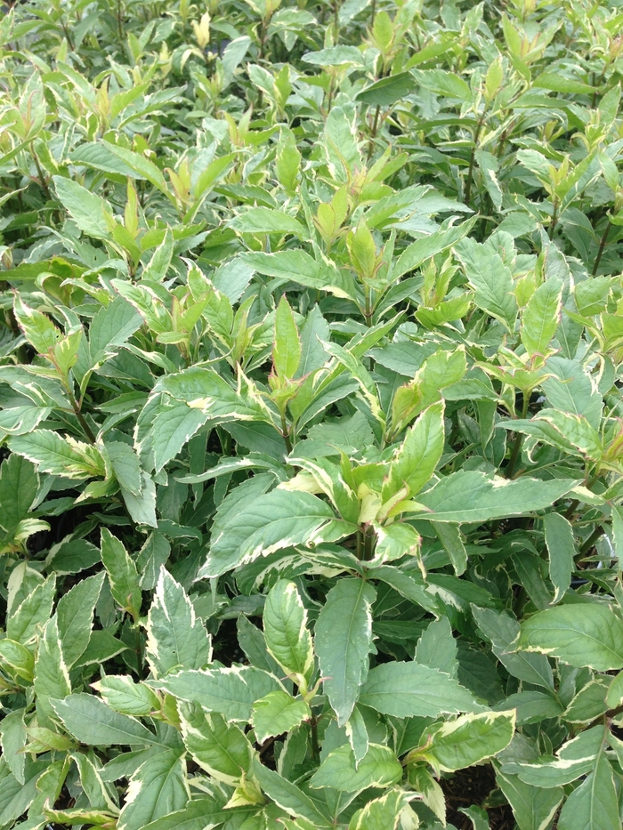 Pink Frost Joe Pye Weed - Eupatorium fortunei from R&D Wholesale Nursery